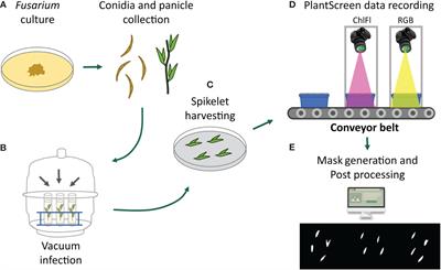 Image-based time series analysis to establish differential disease progression for two Fusarium head blight pathogens in oat spikelets with variable resistance